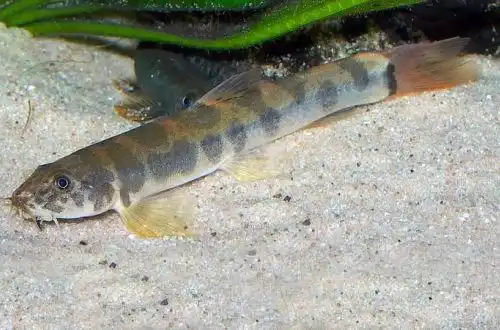 Шистура плямистий (Schistura spilota)