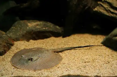 Сітчастий скат (Potamotrygon