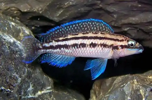 Юлідохроміс Дікфельда (Julidochromis dickfeldi)