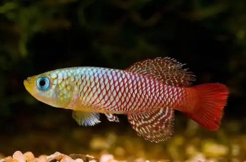 Нотобранхіус Пальмквіста (Nothobranchius palmqvisti)