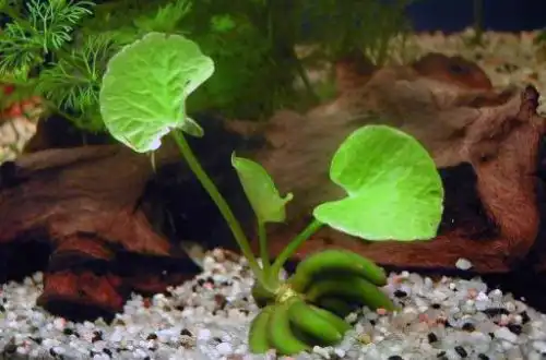 Німфоїдес водний або Водний банан (Nymphoides aquatica), або болотноквітник водний