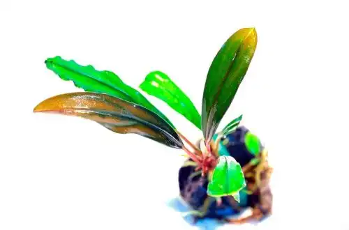 Буцефаландра Панчураї (Bucephalandra sp. Pancur Aji)