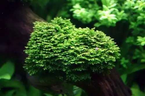 Мох Рікардія (Riccardia spp)