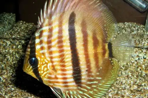 Дискус Хеккеля (Symphysodon discus)