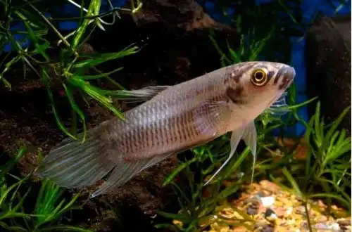 Бетта Пі (Betta pi)