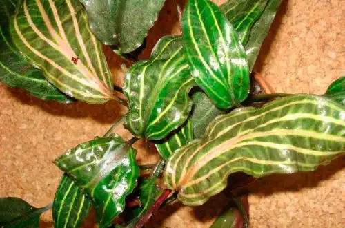 Криптокорина серцеподібна (Cryptocoryne cordata)