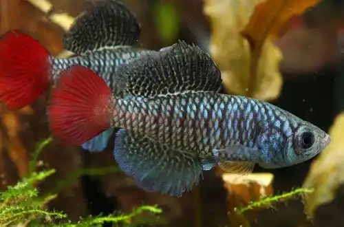 Нотобранхіус Патріці (Nothobranchius patrizii)
