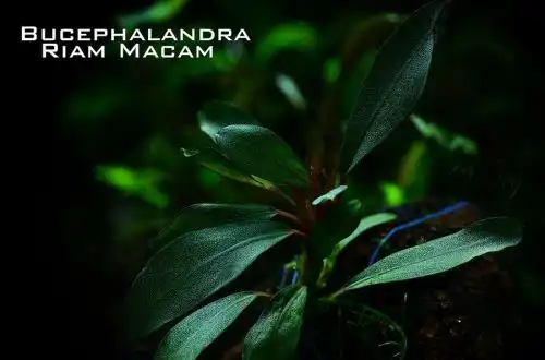 Буцефаландра Ріам Макан (Bucephalandra sp. Riam Macan)
