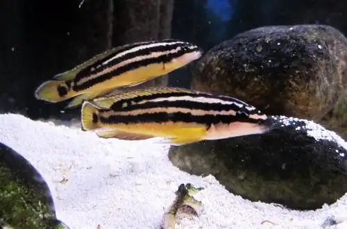 Юлідохроміс орнатус (Julidochromis ornatus)
