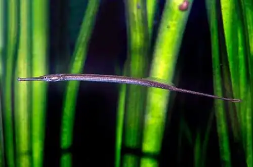 Іглобрюх смугастий (Microphis
