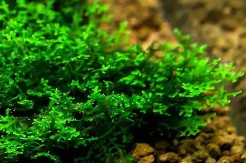 Мох Пеллія (Riccardia sp. Graeffei)