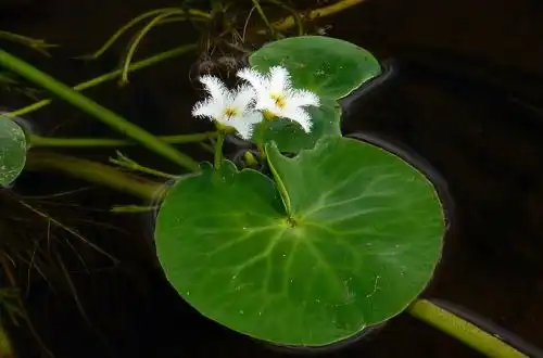 Німфоїдес індійський (Nymphoides indica)