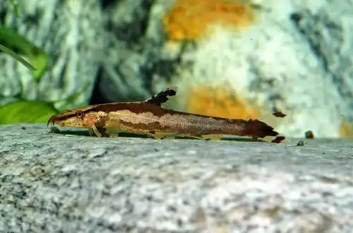 Хомалоптера двосмуговий (Homaloptera bilineata)