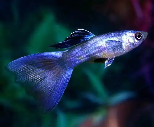 Сині Гуппі (Poecilia reticulata