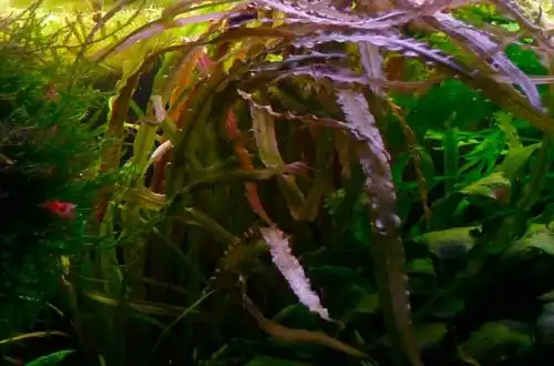 Криптокорина скручена (Cryptocoryne crispatula var. Flaccidifolia)