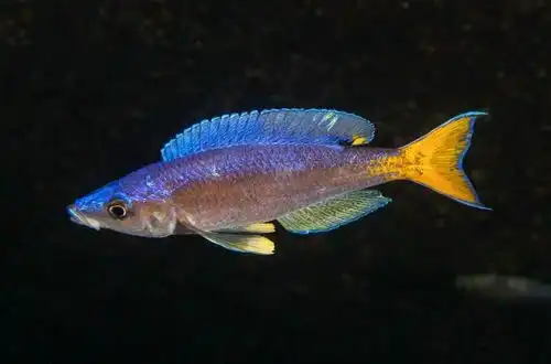 Циприхроміс лептосома (Cyprichromis leptosoma)