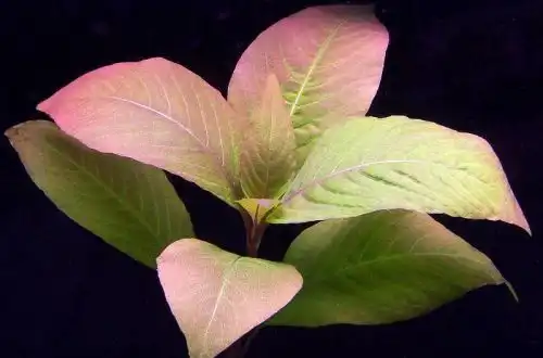Гігрофіла щиткоподібна (Hygrophila corymbosa)