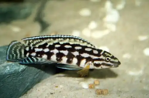 Юлідохроміс Марлієра (Julidochromis marlieri)