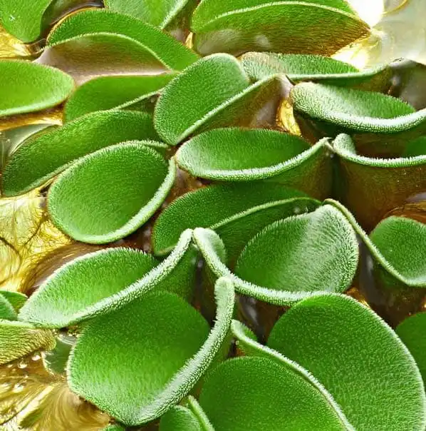 Сальвінія клобучкова (Salvinia cucullata)
