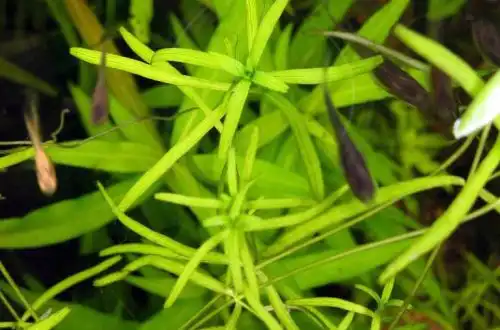 Європейська водна зірка (Callitriche palustris agg.)