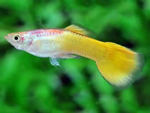 Гуппі жовті (Poecilia reticulata