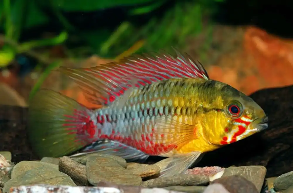 Апістограма Хонгсло (Apistogramma hongsloi)