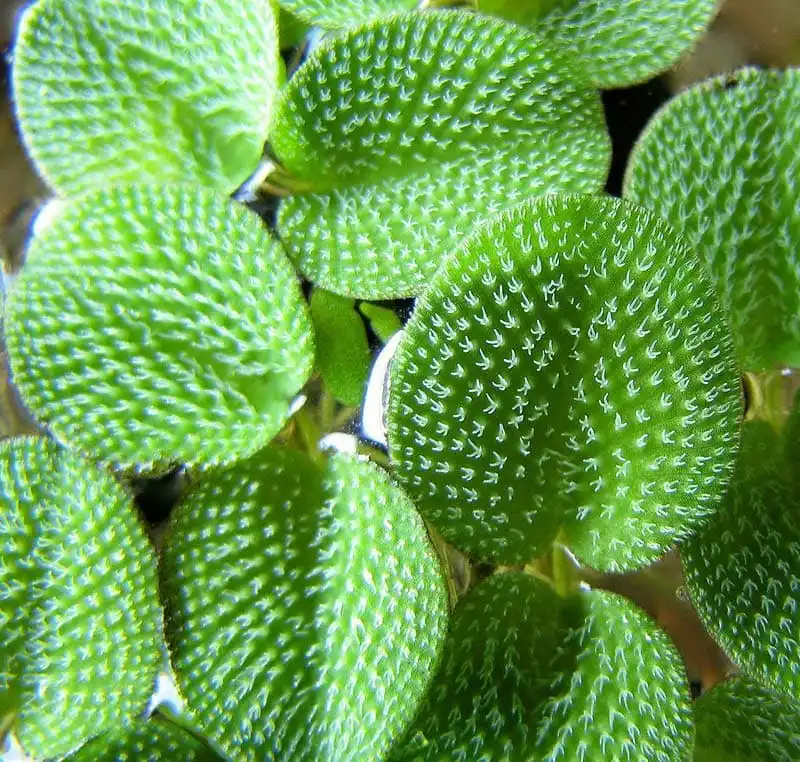 Сальвінія маленька (Salvinia minima)
