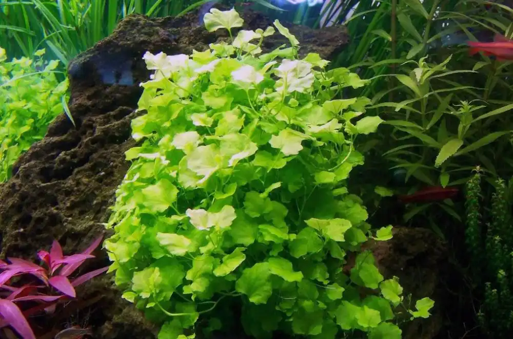 Сердечник Ліроподібний або Сердечник Японський (Cardamine lyrata)