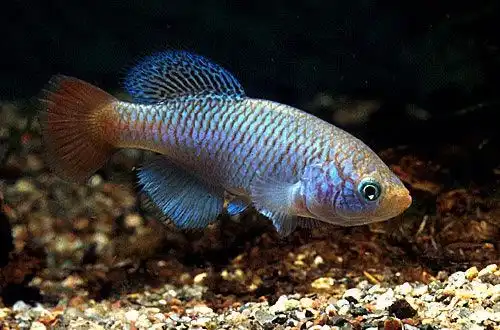 Нотобранхіус угандський (Nothobranchius ugandensis)