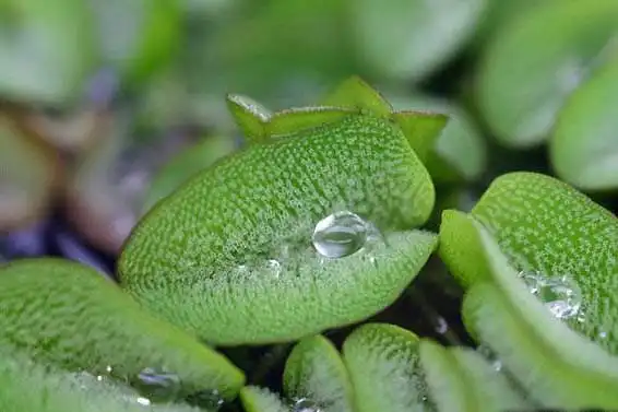 Сальвінія гігантська (Salvinia molesta)