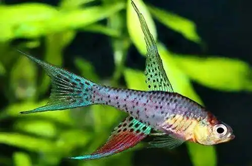 Саберфін (Terranatos dolichopterus)