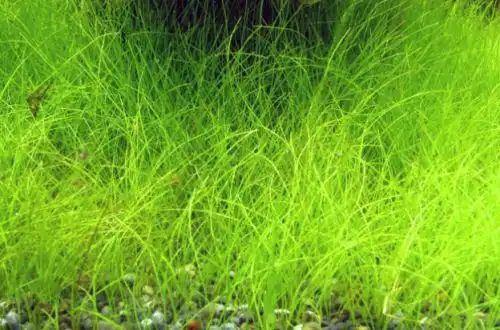 Болотниця голчаста або Ситняг голчастий (Eleocharis acicularis)