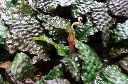 Криптокорина Кі (Cryptocoryne keei)