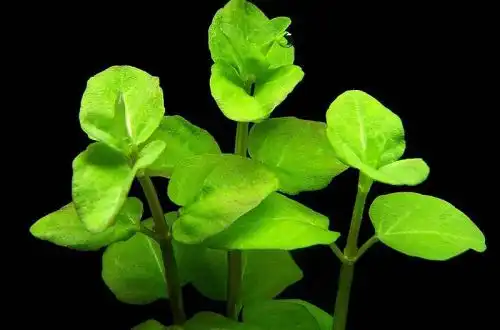 М'ята трава (Clinopodium cf. Brownei)