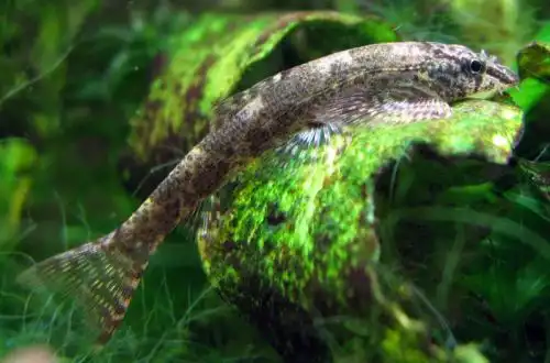Хомалоптера Сміта (Homalopteroides smithi)