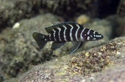 Лампрологус циліндрикус (Neolamprologus cylindricus)
