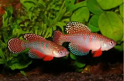 Хіпсолебіас картинний (Hypsolebias picturatus)