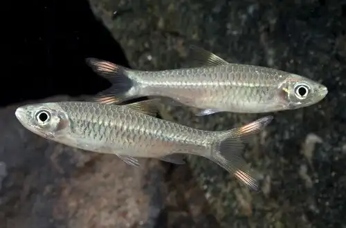 Розбору строкатої (Rasbora