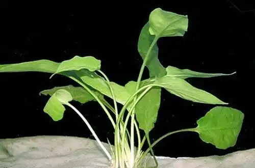 Криптокорина Мельмана (Cryptocoryne moehlmannii)
