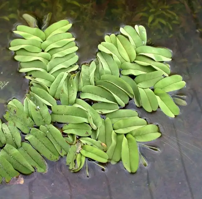Сальвінія довгаста (Salvinia oblongifolia)