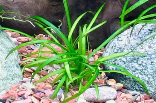 Стрілолист шилоподібний або Сагіттарія шилоподібна (Sagittaria subulata)