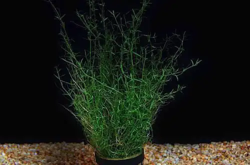 Товстянка Хелмса або Крассула Хелмса (Crassula helmsii)