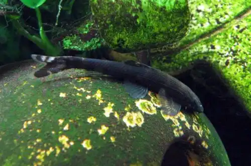 Баліторида Золлінгера (Balitoropsis zollingeri)