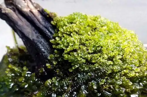 Мох соленостома (Solenostoma tetragonum)
