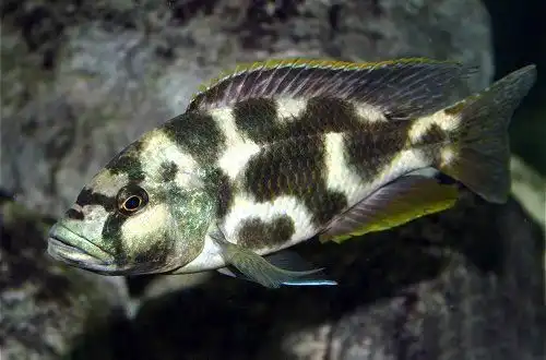 Цихліда Лівінгстона або Хаплохроміс Лівінгстона (Nimbochromis livingstonii)