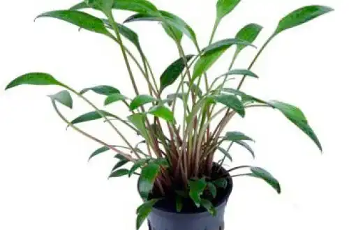 Криптокорина Вілліса (Cryptocoryne willisii)