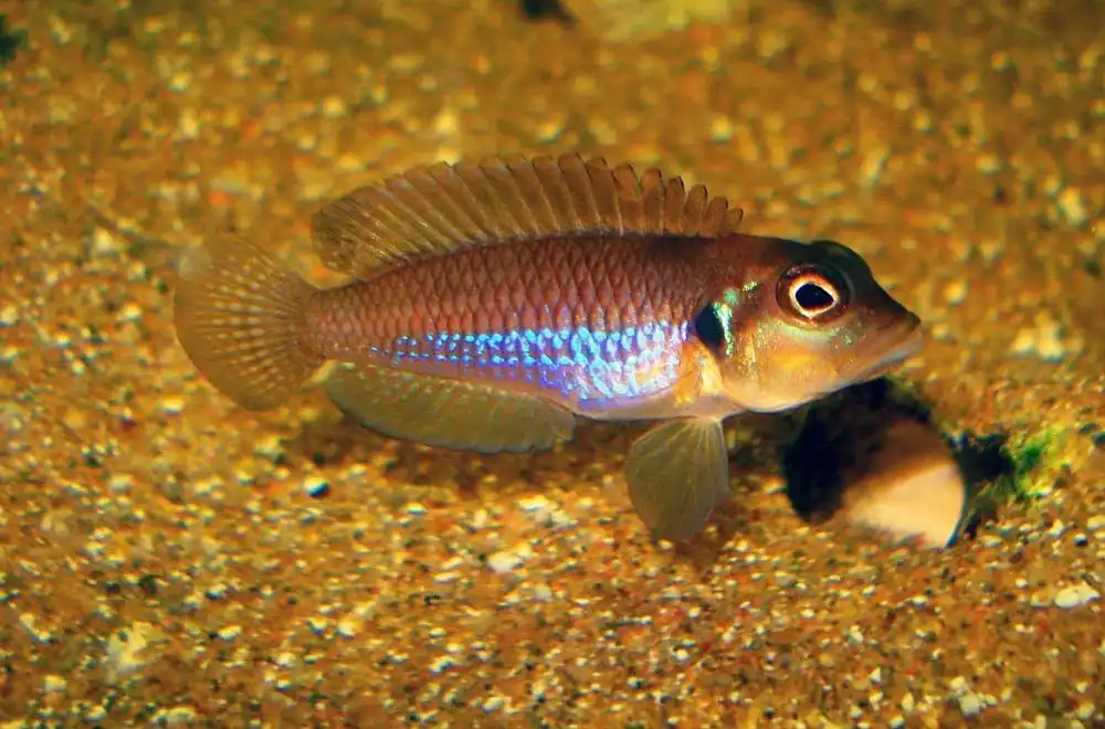 Лампрологус оцеллатус (Lamprologus ocellatus)
