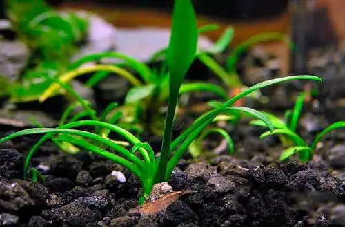 Криптокорина парва (Cryptocoryne parva)