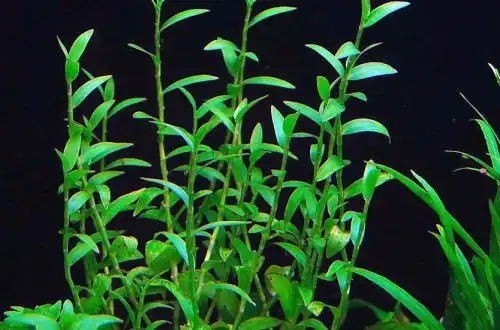 Ціанотіс водний (yanotis axillaris або Cyanotis cristata)