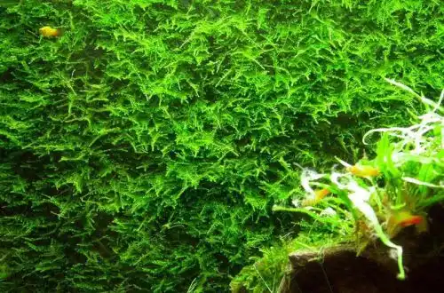 Мох Тайванський (Taxiphyllum alternans)